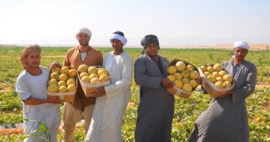 خير بلدنا.. فرحة موسم حصاد الكنتالوب بمزارع الأقصر (صور)