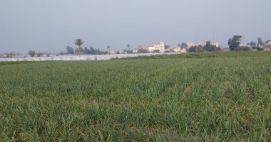 لجنة المبيدات تعتمد 5 مركبات كيميائية لمكافحة البياض الزغبى فى الثوم