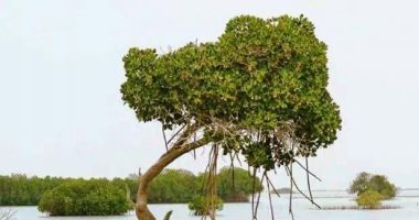 حضانات طبيعية للكائنات البحرية على شواطئ البحر الأحمر.. أشجار المانجروف أهم موطن لتزاوج الطيور.. تنمو بمناطق المد والجزر وعلى الجزر.. تحافظ على الشواطئ  من النحر.. وجزر سفاجا ووادي الجمال وأبو نقار موطنها.. صور