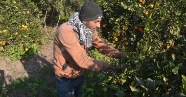 خير بلدنا.. "ميت يزيد" تتربع على عرش القرى المنتجة للبرتقال بالغربية.. المزارعون: توارثنا زراعة الموالح من أجدادنا.. ونسد احتياجات السوق المحلى ونصدر الفائض.. ويؤكدون: البرتقال المصرى أجود الأنواع عالميا.. صور