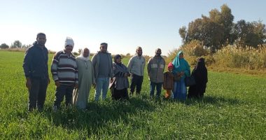 زراعة الوادى الجديد: ندوات ميدانية للمزارعين فى حقول القمح الإرشادية.. صور