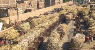 صورة اليوم.. أطنان القصب بالقطارات والجرارات تصل لمصنع سكر أرمنت في الأقصر
