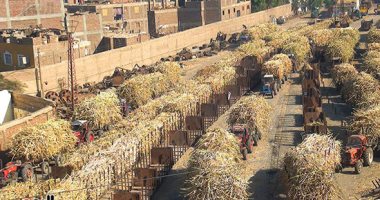 خير الغيطان وصل المصانع ..نقل محصول قصب السكر لمصنع تكرير أرمنت