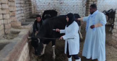 تحصين 54155 رأس ماشية ضد الحمى القلاعية والوادى المتصدع بالأقصر.. صور