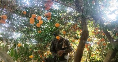 الذهب الأصفر نور غيطان قبلى وبحرى.. محصول البرتقال يزين مزارع مصر
