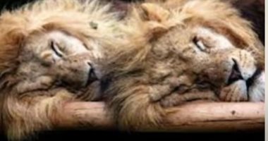 اكتشاف جثة أسد تعود لآلاف السنين بحالتها الطبيعية وبدون تحنيط.. فيديو
