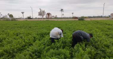 سماء صافية وانخفاض الحرارة واختفاء الشبورة.. حالة الطقس اليوم فى سوهاج