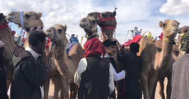 المدرب منها تجاوز ثمنه الملايين بعدما كان بـ15 ألف جنيه فقط.. انطلاق سباقات الهجن تحت سفوح شرم الشيخ.. السباق ينطلق على مدار 30 شوطا ويشارك فيه 750 جملا.. وإقبال ومشاركة هجانة من كل محافظات مصر.. صور
