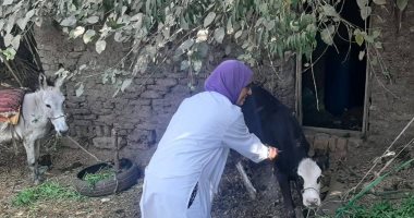 تحصين 368 ألف رأس ماشية وأغنام ولجان ميدانية لتقديم التحصينات بالمنوفية 