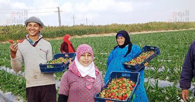 الذهب الأحمر يغزو أسواق العالم.. فرحة فى مزارع الفراولة بالمحافظات.. مزارعو القليوبية: "الفريش" عليها طلب من أوروبا والخليج.. والشرقية: إنتاجية الفدان 10 أطنان.. والبحيرة تحصد المركز الأول فى التصدير.. صور