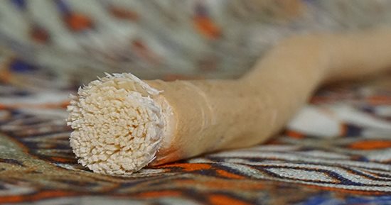 المصريون القدماء استخدموه.. فوائد مختلفة للسواك تجعلك لا تستغنى عنه‎‎