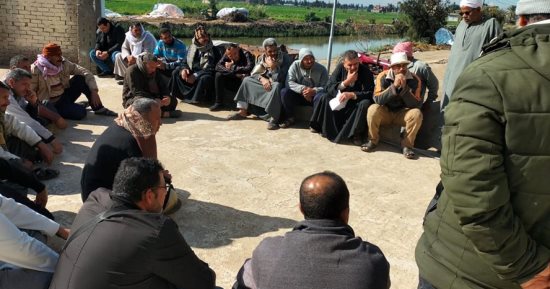 قوافل إرشادية للمزارعين وحملات لتحزيم زراعات القمح ضد الفئران بكفر الشيخ.. صور