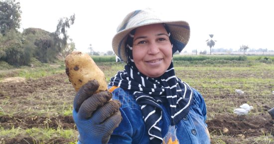 الغيطان بقى لونها أصفر.. بدء جمع محصول البطاطس بغيطان الشرقية