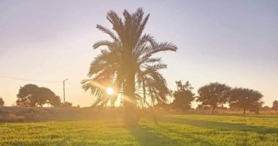 عمرها 45 سنة وتنتج ربع طن بلح.. حكاية نخلة زرعها السادات بالوادى الجديد.. صور