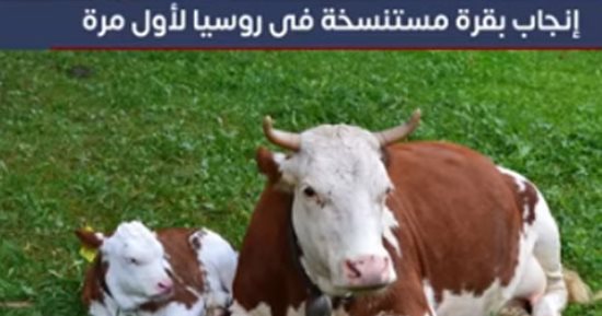 لأول مرة فى روسيا.. بقرة مستنسخة تنجب "عجلا" بصحة جيدة