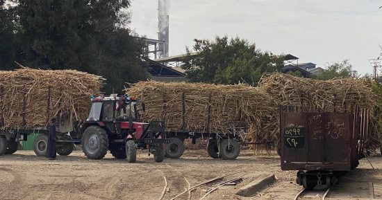 موسم الخير.. حصاد قصب السكر بالأقصر وأسوان وقنا والمنيا وسط احتفالات شعبية