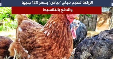 طرح دجاج بياض بسعر 120 جنيها والدفع بالتقسيط.. فى نشرة تليفزيون اليوم السابع