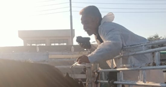 بيطرى الأقصر تشكل لجنة لفحص الماشية بسوق أرمنت ضد الحمى القلاعية
