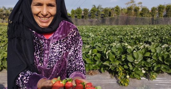رحلة زراعة وتصدير "فراولة" قرية بلبيس من غيطان الشرقية إلى العالم.. صور