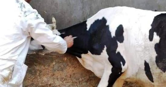 انطلاق حملات التحصين ضد التهاب الجلد العقدى وجدرى الأغنام بأسوان.. صور