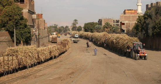 موسم قصب السكر ينطلق بقوة فى محافظات مصر والمصانع تبدأ إنتاج السكر.. رفع سعر التوريد لـ1100 جنيه للطن لزيادة معدلات توريد المزارعين.. مصنع سكر أرمنت بالأقصر يستقبل 45 ألف طن قصب فى أول 15 يوماً