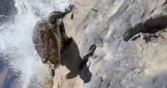 صياد ينجو بأعجوبة من هجوم تمساح فى أستراليا.. فيديو وصور