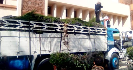 وصول 20 ألف شجرة بسوهاج دعما من وزارة التنمية المحلية.. صور