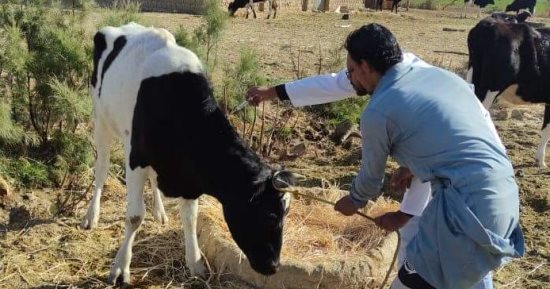 تحصين 118 ألف رأس ماشية وأغنام ضد مرض الجلد العقدى بالوادى الجديد