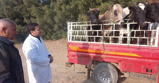 "الطب البيطرى" بالأقصر تحمي الثروة الحيوانية بتحصين الماشية ضد الجلد العقدى
