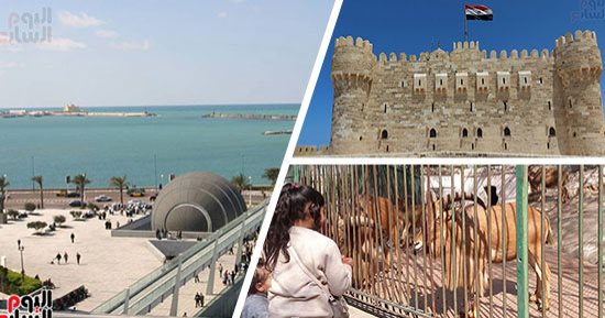 دليلك السياحى لقضاء إجازة نصف العام بالإسكندرية.. احجز جولتك لمدة ساعة ونصف داخل المكتبة.. تمتع بالتنزه بأروقة قلعة قايتباى ومشاهدة أغرب الكائنات البحرية بمتاحف الأحياء المائية.. ولا تنس زيارة متحف المجوهرات