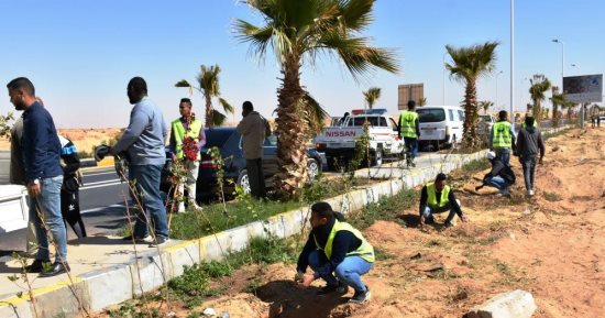 محافظ أسوان: الإسراع بزراعة أشجار الظل والمثمرة ضمن مبادرة "100 مليون شجرة"