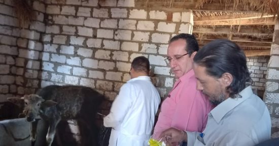 تحصين 67 ألف رأس ماشية ضد الجلد العقدى و23 ألفا و600 طائر بكفر الشيخ