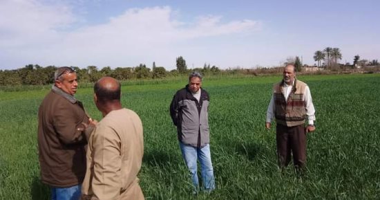 لجان لمتابعة محصول القمح وتقديم الإرشادات الزراعية بالقنطرة شرق بالإسماعيلية 
