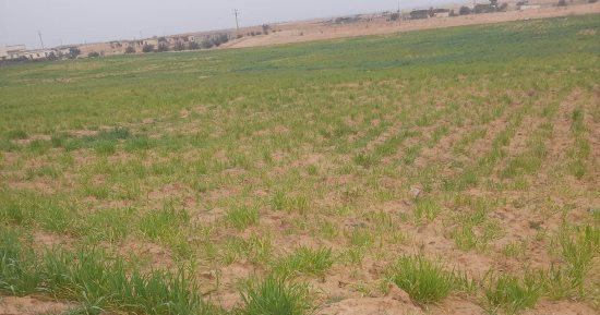 شعير وزيتون ولوز.. إنجازات زراعية جديدة للأهالى بشمال سيناء.. التفاصيل