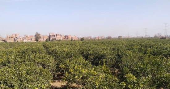 طقس القليوبية.. نشاط حركة الرياح وسماء صافية وانخفاض بدرجات الحرارة.. صور