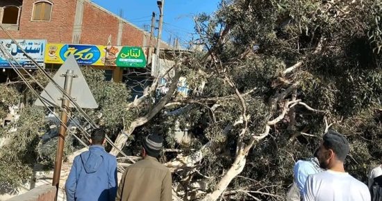 إصابة سائق توك توك إثر سقوط شجرة ضخمة بسبب الطقس السيئ بالشرقية.. صور
