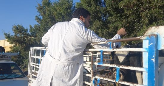 تحصين الماشية ضد الجلد العقدى وجدرى الأغنام فى الأقصر.. صور