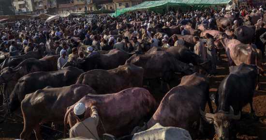 الزراعة تطلق قافلة بيطرية لعلاج مواشى صغار المربين مجانا بالمنيا