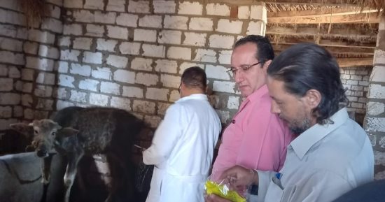 تحصين 128 ألفا و382 رأس ماشية و35 ألفا و 170 طائرا بكفر الشيخ