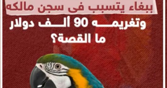 ببغاء يتسبب فى سجن مالكه وتغريمه 90 ألف دولار.. ما القصة؟ "فيديو"