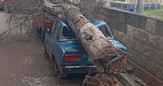 سقوط شجرة على سيارة ملاكى بالإسكندرية بسبب شدة الرياح