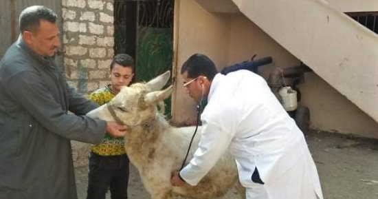 حياة كريمة.. جامعة الزقازيق توجه قافلة بيطرية لقرية بنى عامر بالشرقية