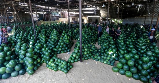 أخبار مصر.. الحكومة تنفى انتشار بطيخ مسرطن بمختلف أسواق الجمهورية