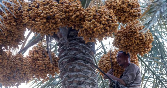"البحوث الزراعية": طن بلح "المجدول" المصرى يصل إلى 10 آلاف دولار