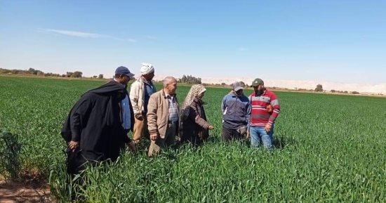 زراعة الوادي الجديد: متابعة للزراعة على مصاطب في الحقول الإرشادية للقمح