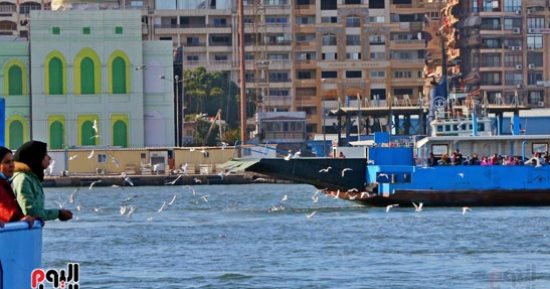 طيور النورس تحلق فوق قناة السويس وترسم البهجة على وجوه الأطفال فى بورسعيد.. فيديو