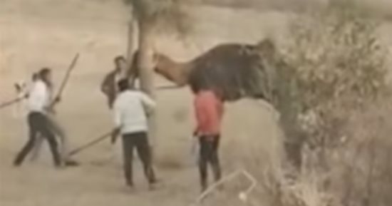 جمل خارج عن السيطرة يقتل صاحبه الهندى.. تعرف على عقابه من أقارب الضحية "صور"