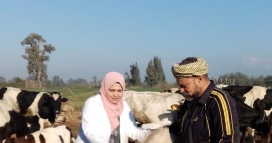 تحصين 126 ألف رأس ماشية ضد مرض الجلد العقدى فى الغربية