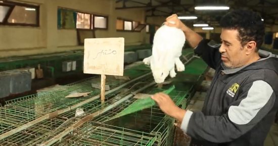 زراعة جامعة بنها على طريق البحث العلمى.. اعتماد سلالة جديدة للدواجن سميت "دجاج بنها" تنتج 230 بيضة سنويًا.. و"أرانب مشتهر" تنمو سريعا وتتحمل ظروف الجو الحار.. وعميد الكلية: 500 أسرة استفادت من هذا المشروع