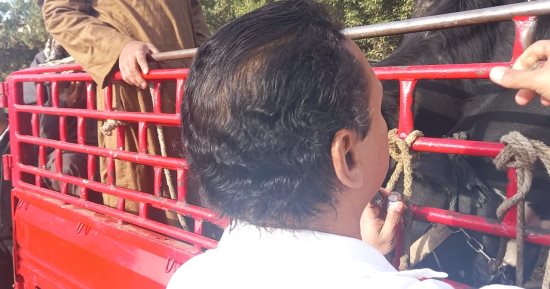 لجنة من طب بيطرى الأقصر تفحص وتحصن المواشى فى سوق إسنا الأسبوعى.. صور